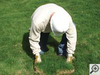 Restoring the landscaping by replacing removed sod on the ground for a Morden home.