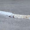 Slab floor cracks showing in a Altona home